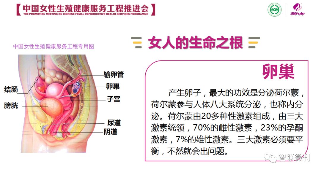 直观看卵巢衰老过程就知道怎样使用三八妇乐抑菌凝胶保养她了
