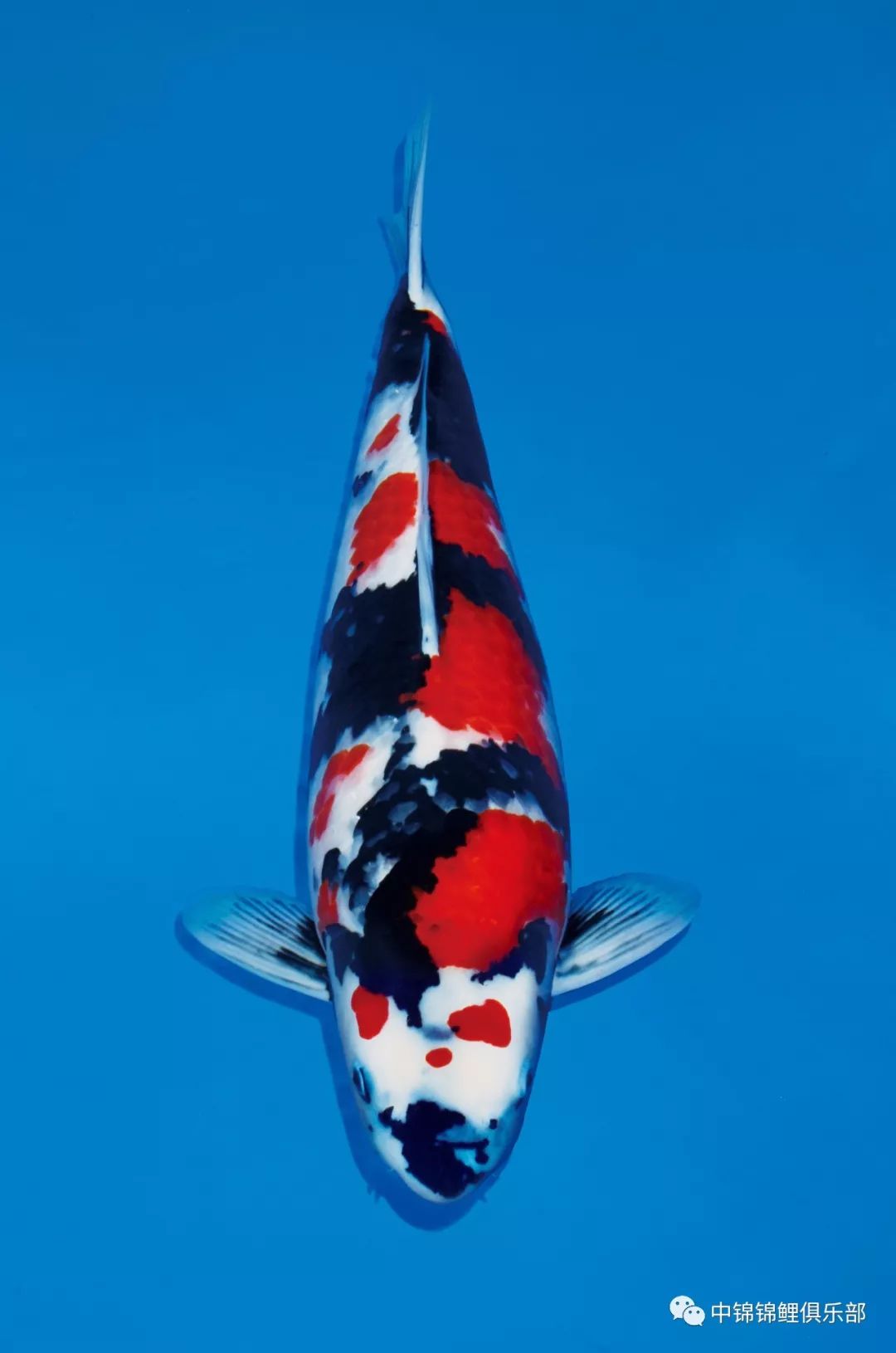 (63部昭和三色)(90部大正三色)(75部大正三色)(63部别甲)(63部秋翠)