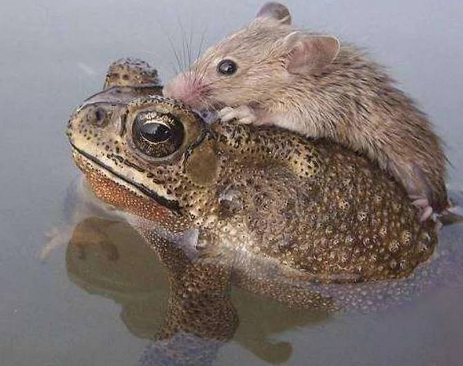 原创男子户外散步无意发现老鼠趴在青蛙背上得知原因后不淡定了