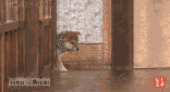 156_85gif 动态图 动图
