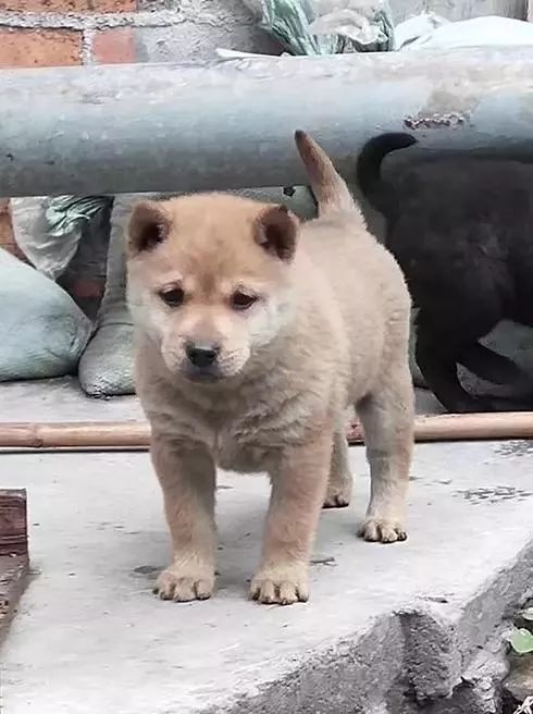 尾似枪尖的霸气,对于喜欢土狗的朋友来说,这种算的上优品土狗了,懂的