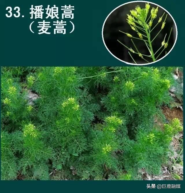 百草图 名字图片