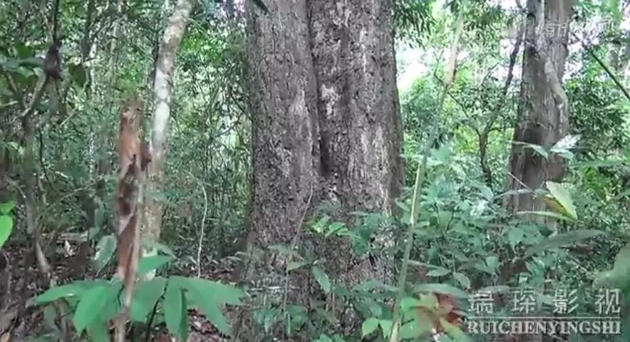 大紅酸枝野外資源枯竭,原始森林裡一根也找不到_紅木