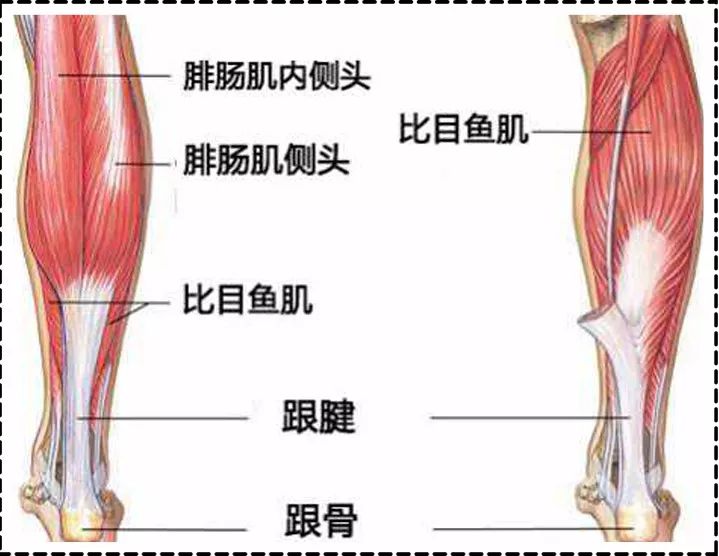 腿部肌肉名称和位置图图片