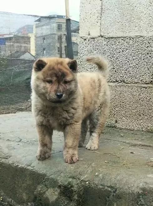 農村裡正宗的土狗基因不輸柴犬獵犬中的佼佼者