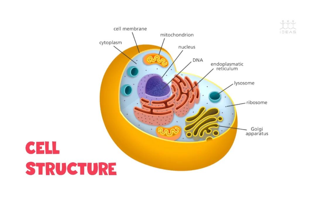 每个细胞都具有特定功能的且非常有组织.