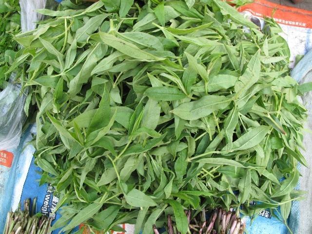 鸭嘴菜除了营养丰富以外,还具有出色的药用功效,它入药以后能消炎止泻