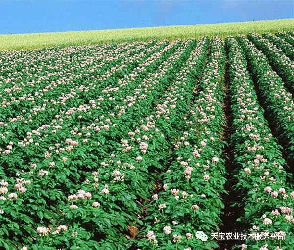 磷酸一銨與磷酸二銨到底有啥不同