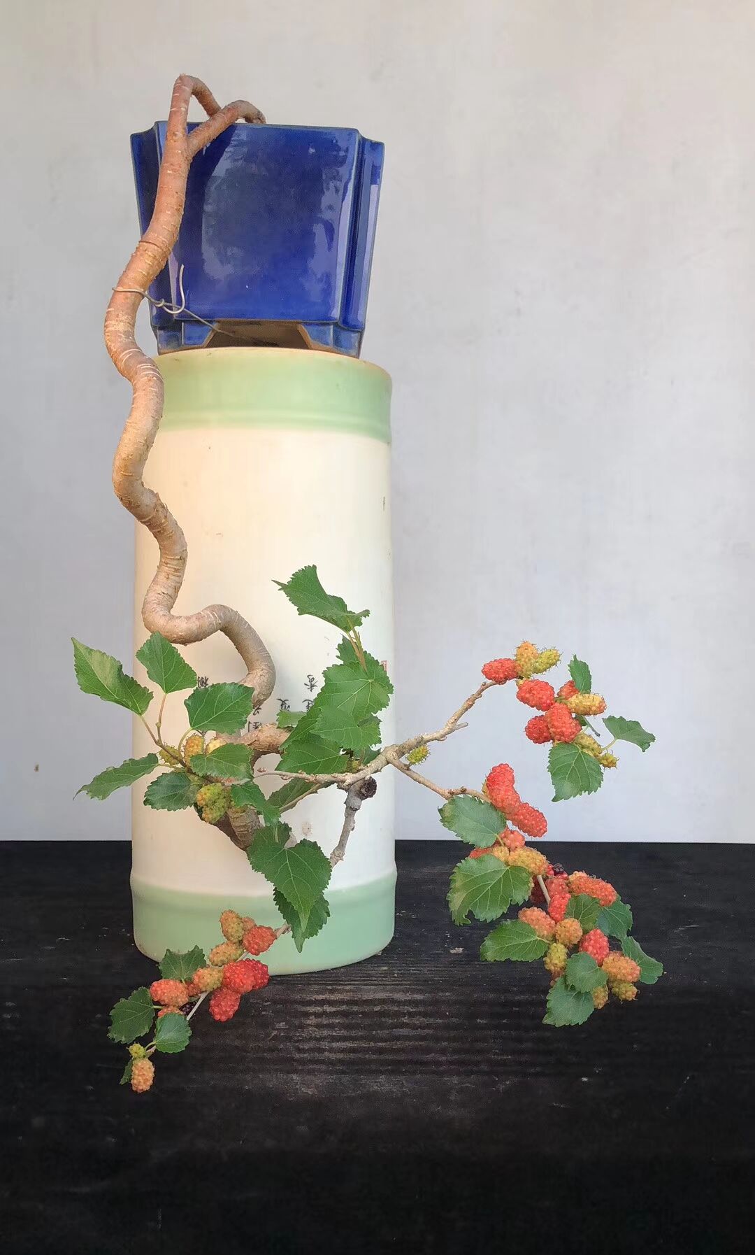 盆景小叶桑果小时候的记忆