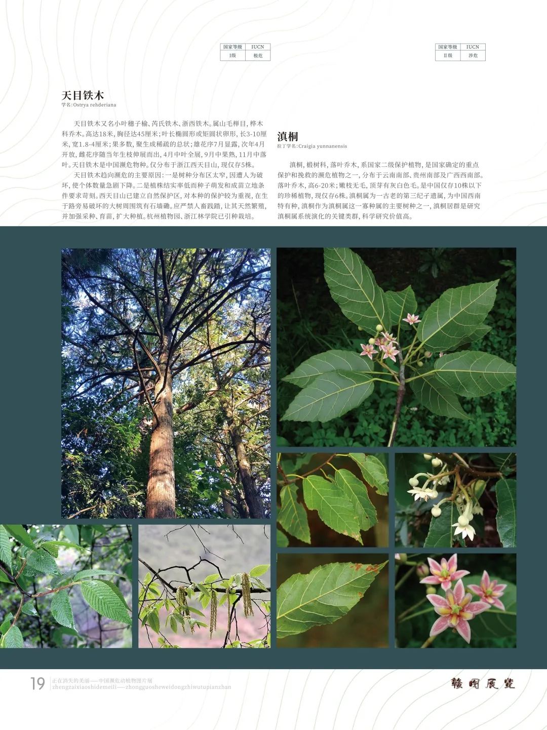 萍图展览正在消失的美丽中国濒危动植物图片展