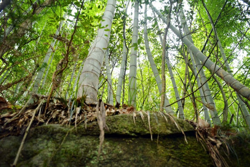 竹林在一块"石头山"上,满山都有各种各样的石头,有的竹子长在石缝中