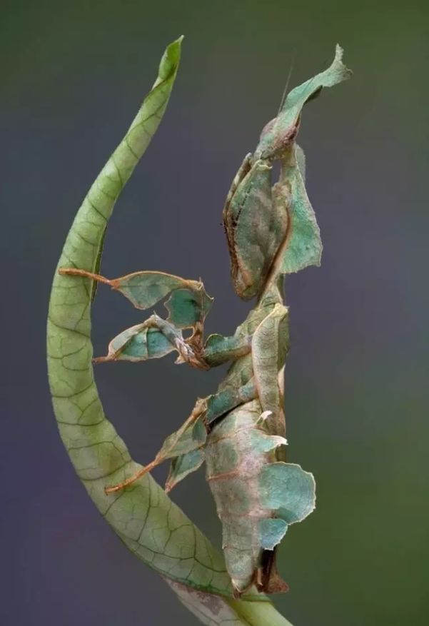 天生的杀手,也逃不过被寄生的命运……_螳螂