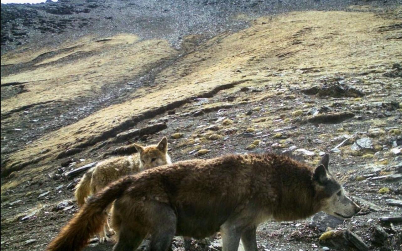 海拔4000米以上!青藏高原或现"新狼"物种,可能追溯到80万年前