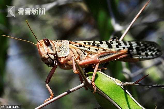 中东蝗灾成群蝗虫飞临公路阻断交通个大如小鸟