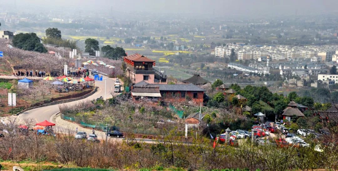 暂停2020福洪镇杏花节景区周边交通管制附醉美杏花记忆