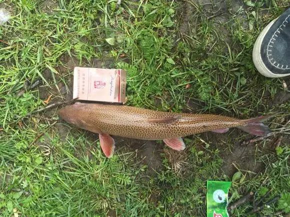 大夏河里又钓起2斤重的石花鱼钓友们有事干了