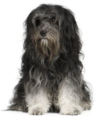 原创乱蓬蓬被毛的罗秦犬却是世界上最贵的狗