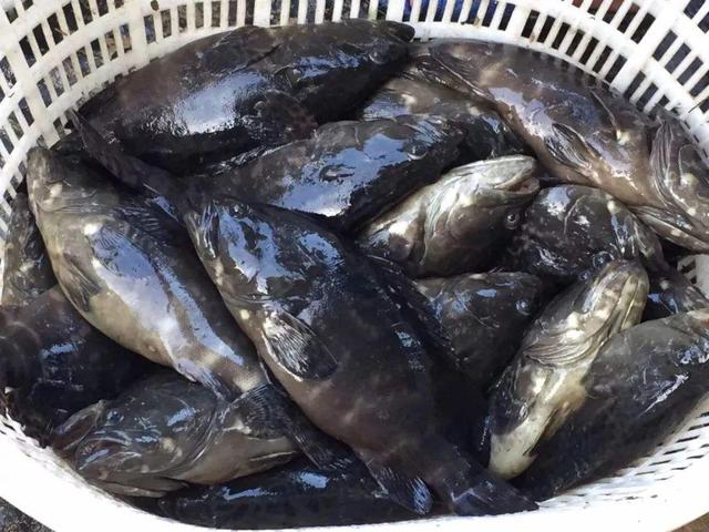 石斑鱼养殖及繁育技术的突破杂交新贵杉虎斑池塘人工育苗技术