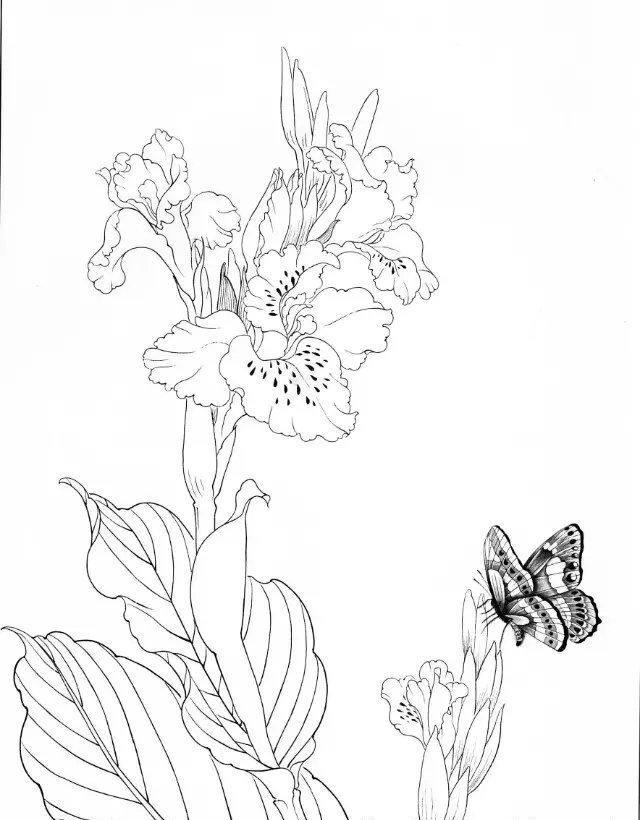 工笔画工笔线描图谱之花蝴蝶白描