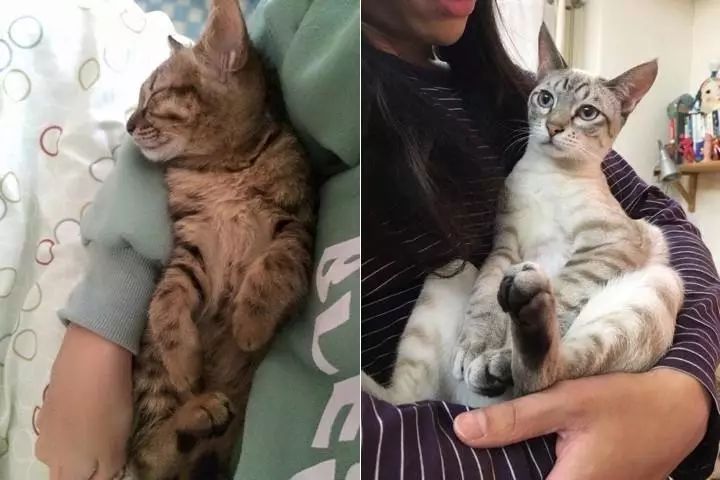 前后腿托举式扶住腋下托起全身,像电视剧里扛枪那样,将猫咪横抱.