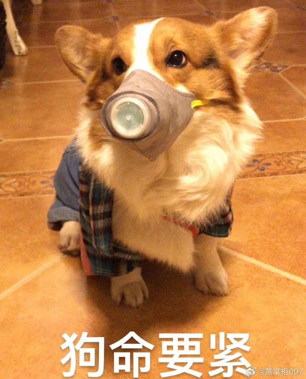 狗命要紧!