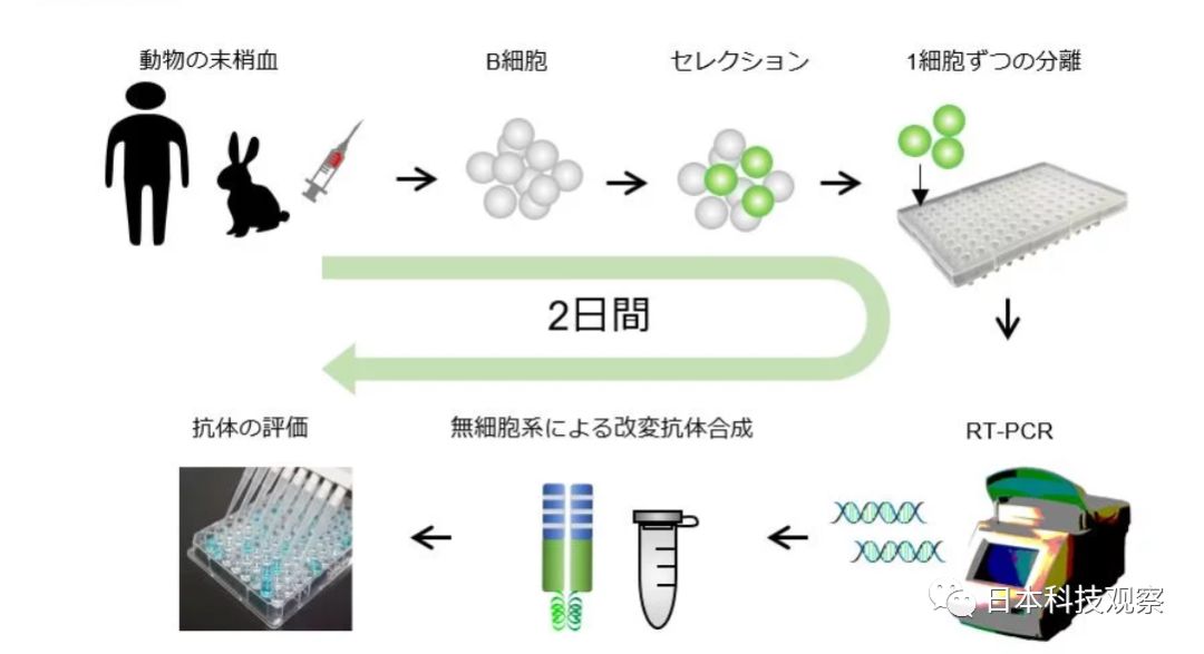 基於b細胞製造單克隆抗體技術的據稱世界最快的探索發掘有用抗體的