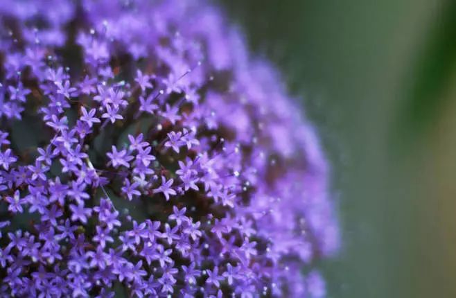 夕雾在这是统称,整个欧石南属的花材,常叫做欧石楠,有各种各样的,很