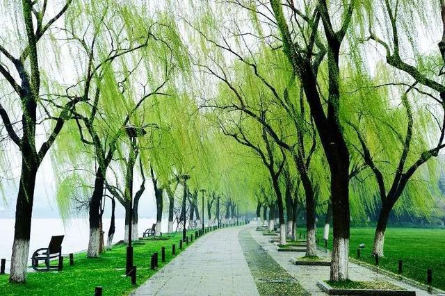 "最爱湖东行不足,绿杨阴里白沙堤.