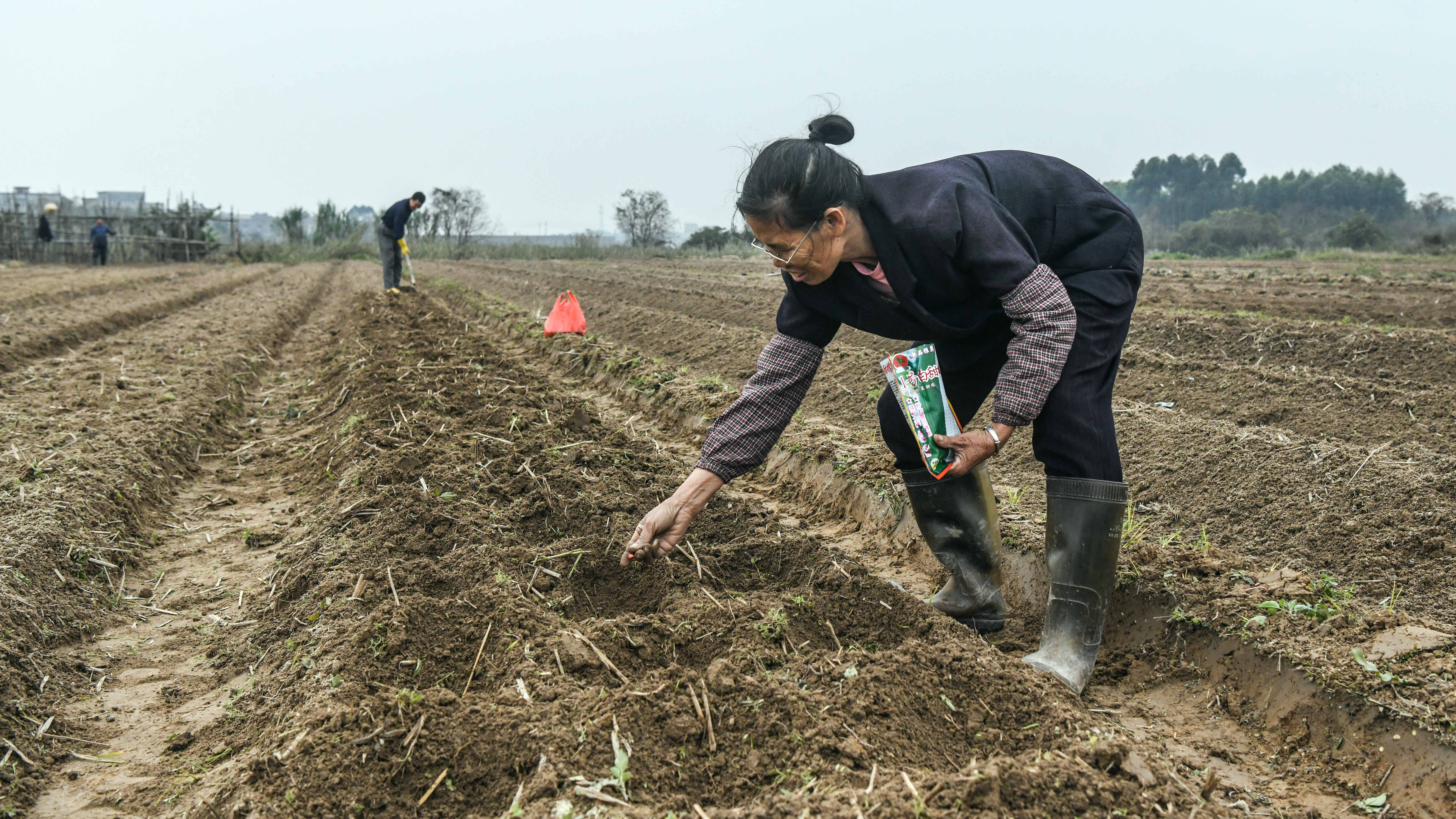 钦州市钦南区尖山街道西沟村村民在田间种植玉米(2月20日摄.