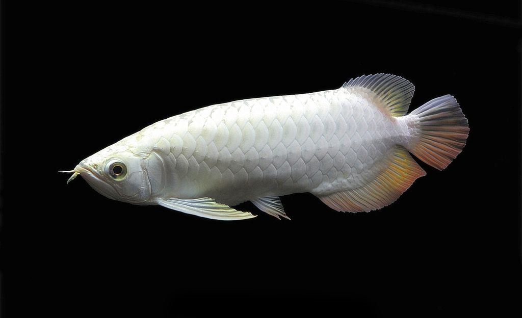 5种地球上珍贵的动物,如果你找到这些动物就发达了---下_白狮