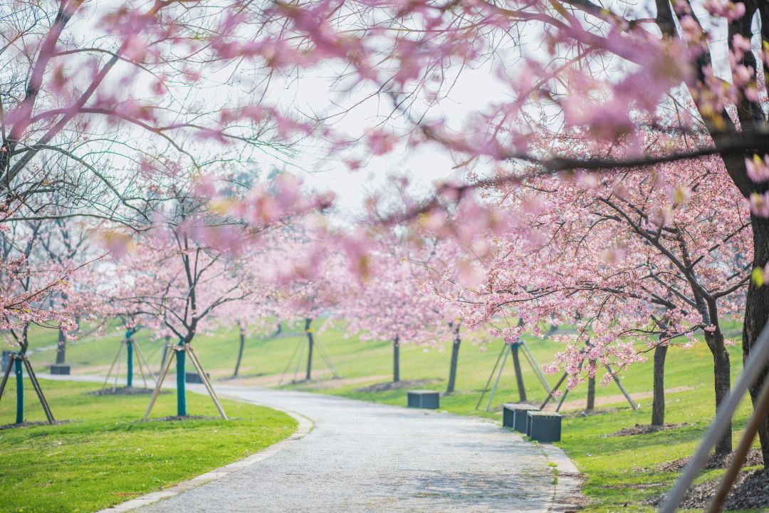吸引央视来直播的上海辰山植物园樱花到底有多美