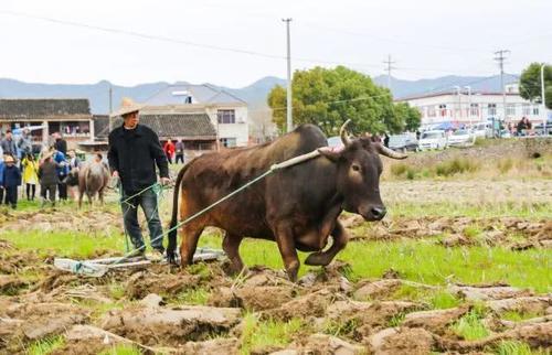 俗话说二月二龙抬头大家小户使耕牛你哪有这种说法吗