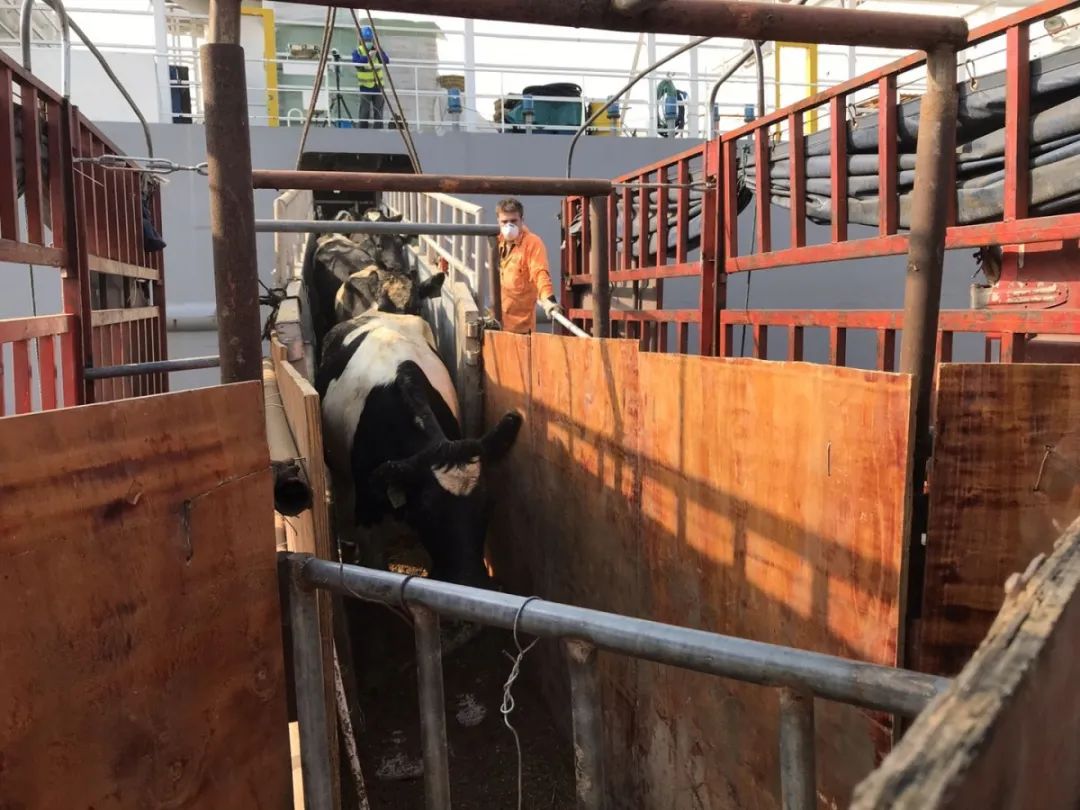 牛来了厦门公司吹响复工号角