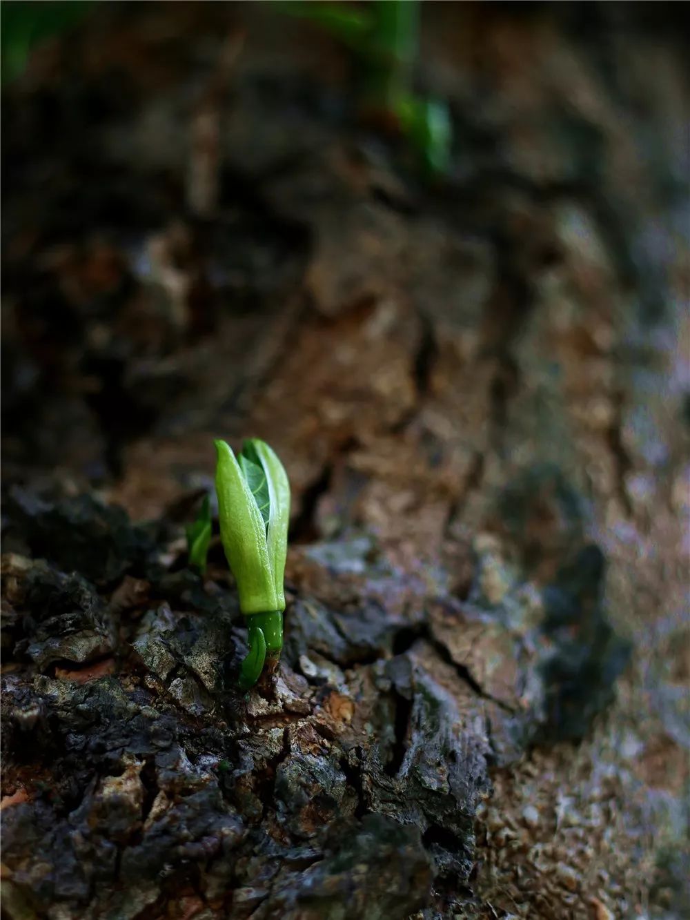 佛山:9连"0",春花开,万物生!_摄影