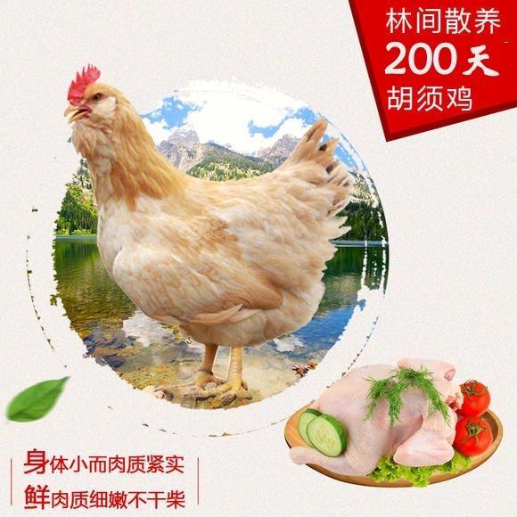 龙门市的顶级胡须鸡喂养食草虫肉质鲜美冷链到家仅992只