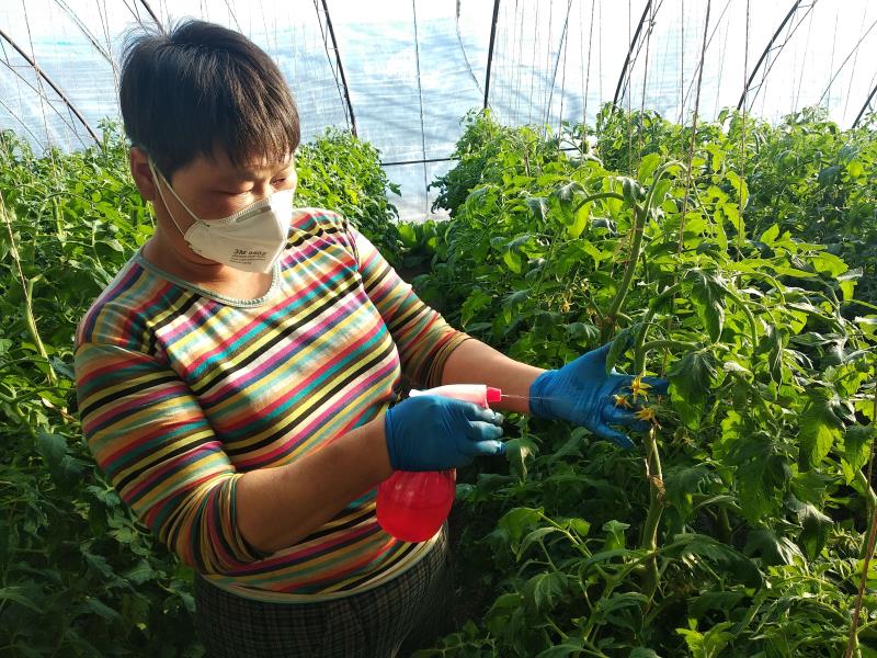 老口味西红柿即将上市平谷夏各庄防疫春耕两不误