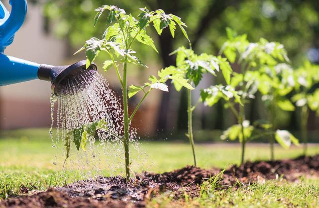 北方露地西红柿育苗技术很详细建议收藏