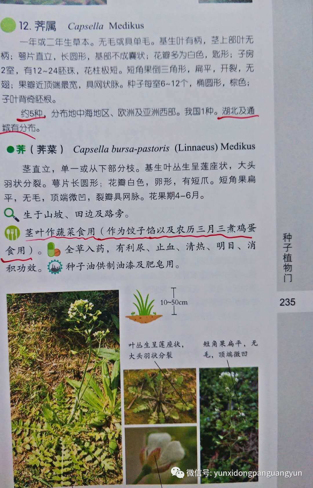 昨日记为何荠菜在通城叫斑菜呢