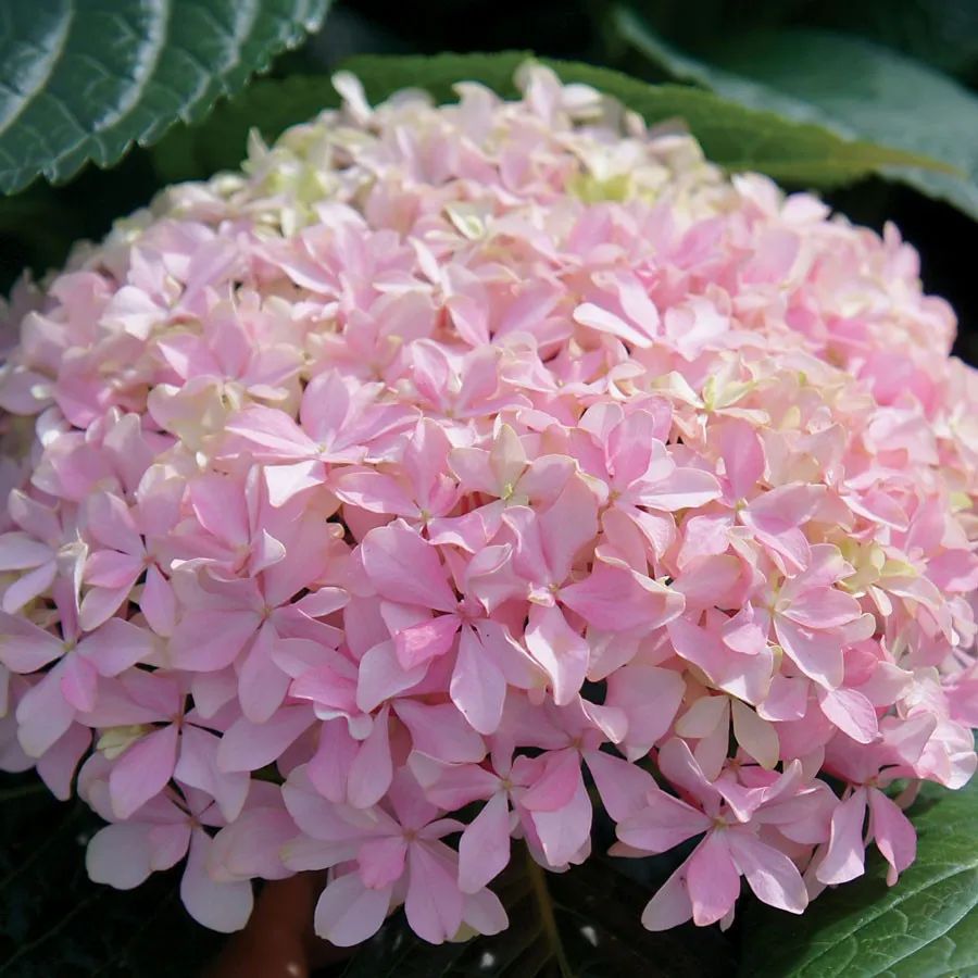 绝美「绣球」,盛时花万重,夏日里的浪漫乐曲_品种