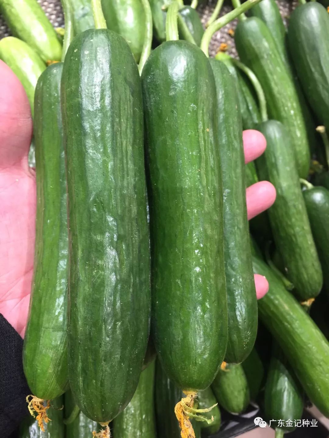 金记百优~水果黄瓜_品种