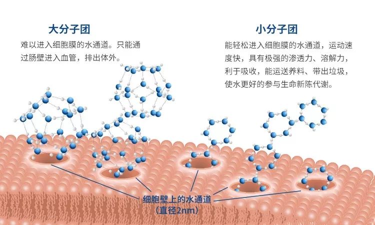 科学家们把由11至15个水分子以上组成的水分子团,称为大分子团结构水.