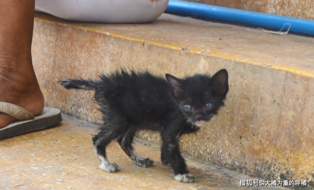 小黑猫叫作咪咪,其它朝着奶奶聚集过去的流浪猫也就咪咪.