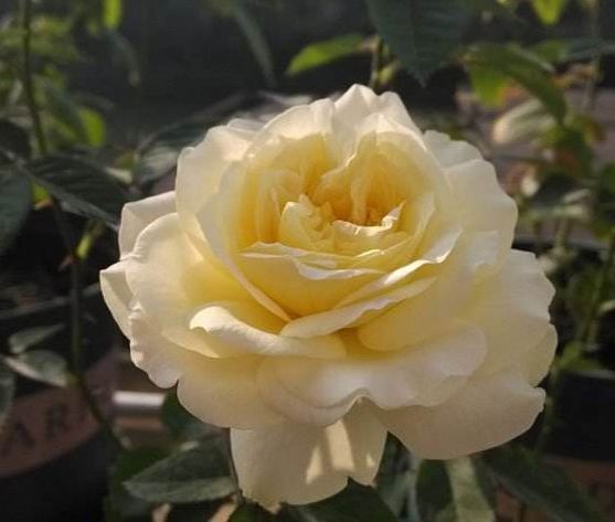 每日一花快拳月季花心金黄花瓣边缘奶白