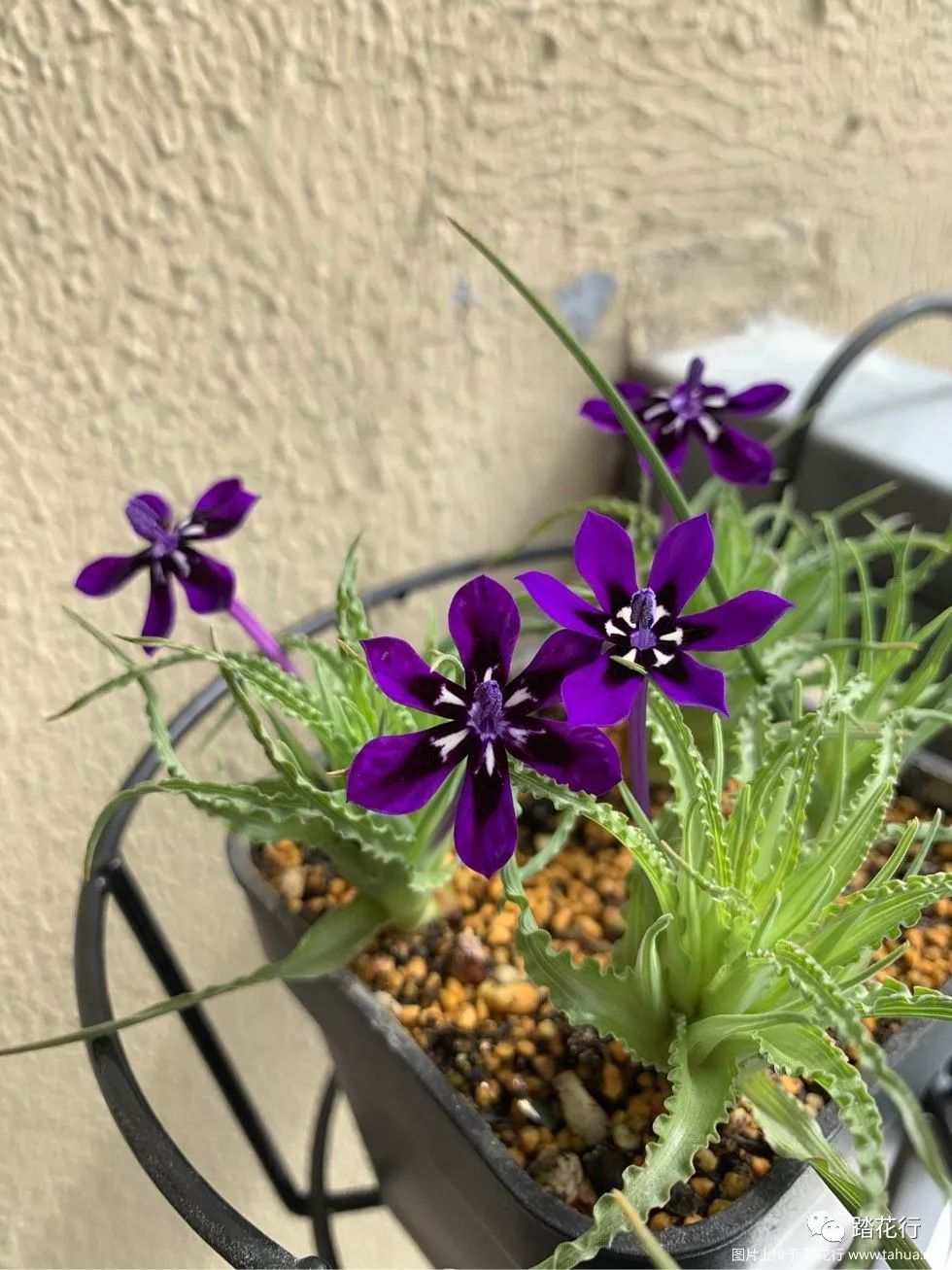 拉培疏初开,好精致啊