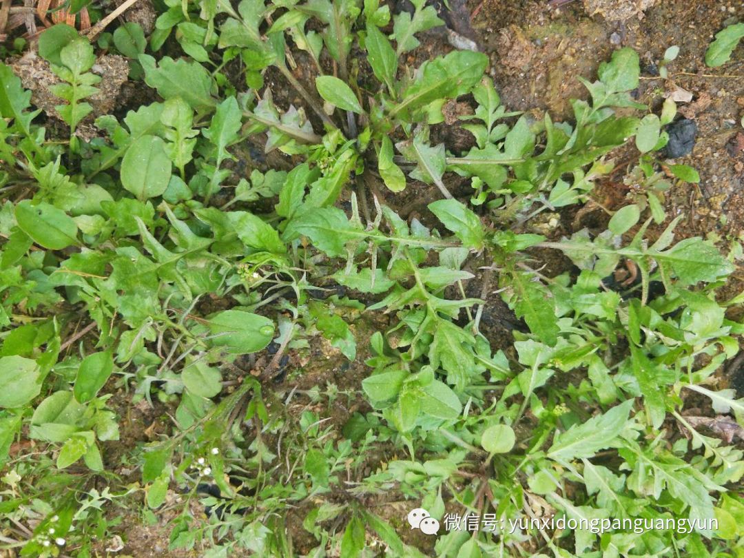昨日记为何荠菜在通城叫斑菜呢