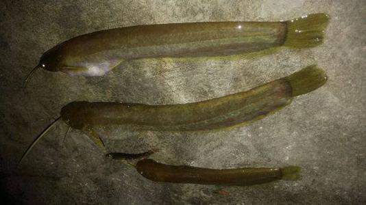 山鲶鱼,学名叫做江鲟,俗称山鲶鱼,山鲟,属于非常少见的冷水鱼,目前在