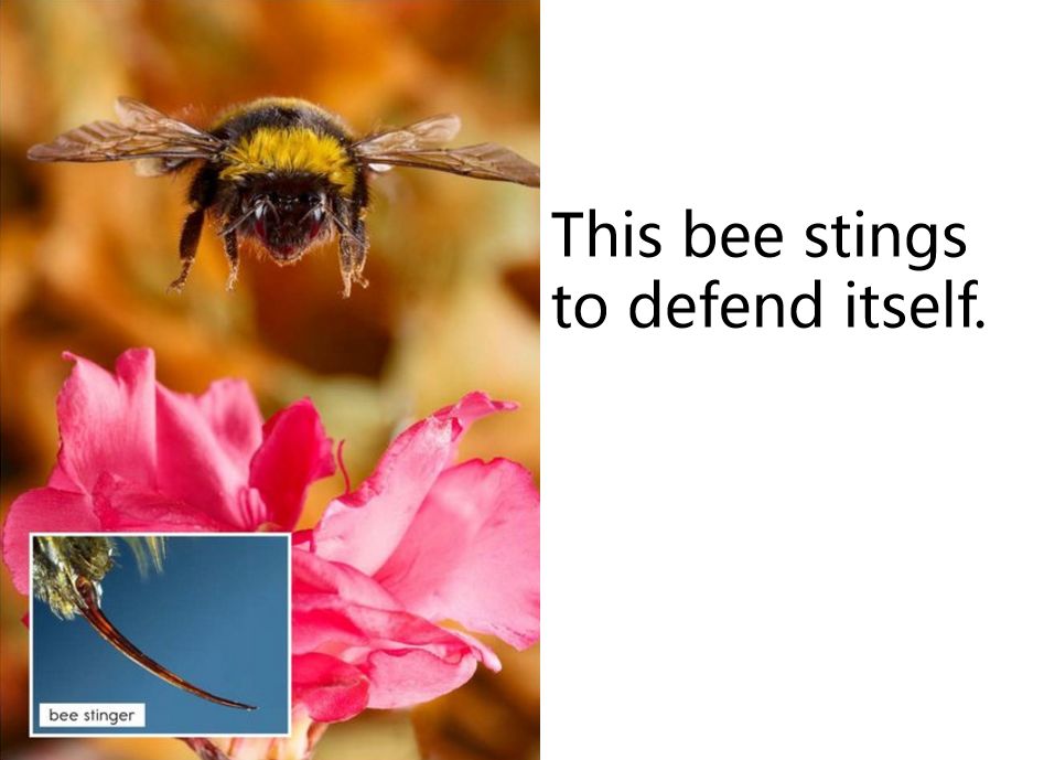 razc6animalsthatsting