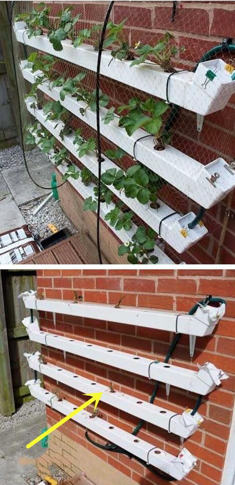 不在院子地上种菜,墙上面积这么大,上下3层种蔬菜再合适不过了_种植