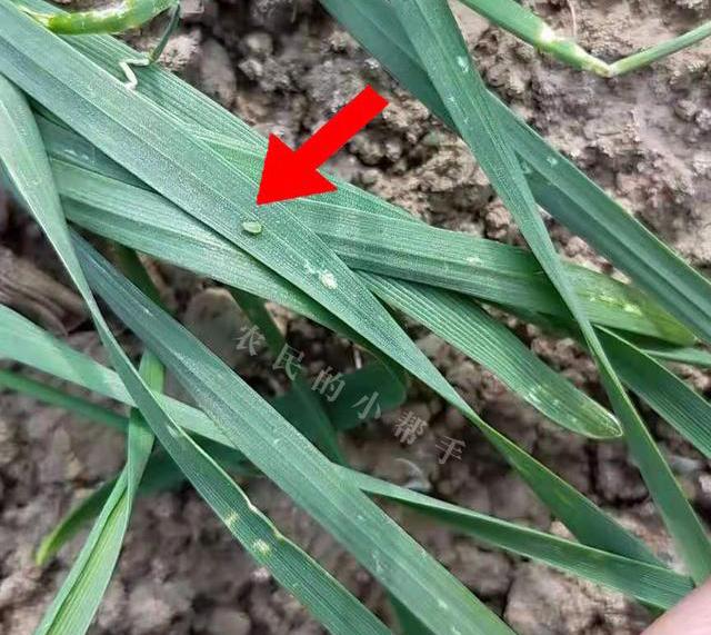 原创小麦种植户请注意部分区域麦田蚜虫已出现做好防治工作很重要
