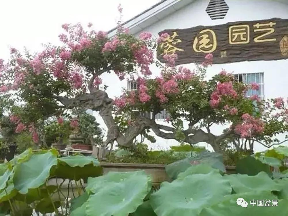 蓉園園藝 紫薇盆景《三峽游龍》銀杏盆景柏樹盆景榕樹盆景海芙蓉